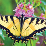 Meaning of a Black and Yellow Butterfly