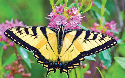 Meaning of a Black and Yellow Butterfly